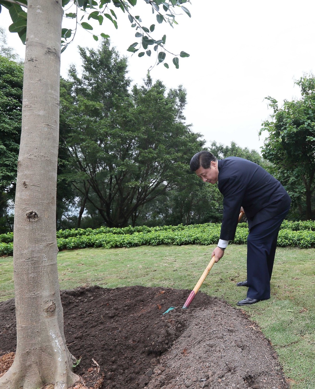 2012年12月8日，習(xí)近平在深圳蓮花山公園種下一棵高山榕樹。