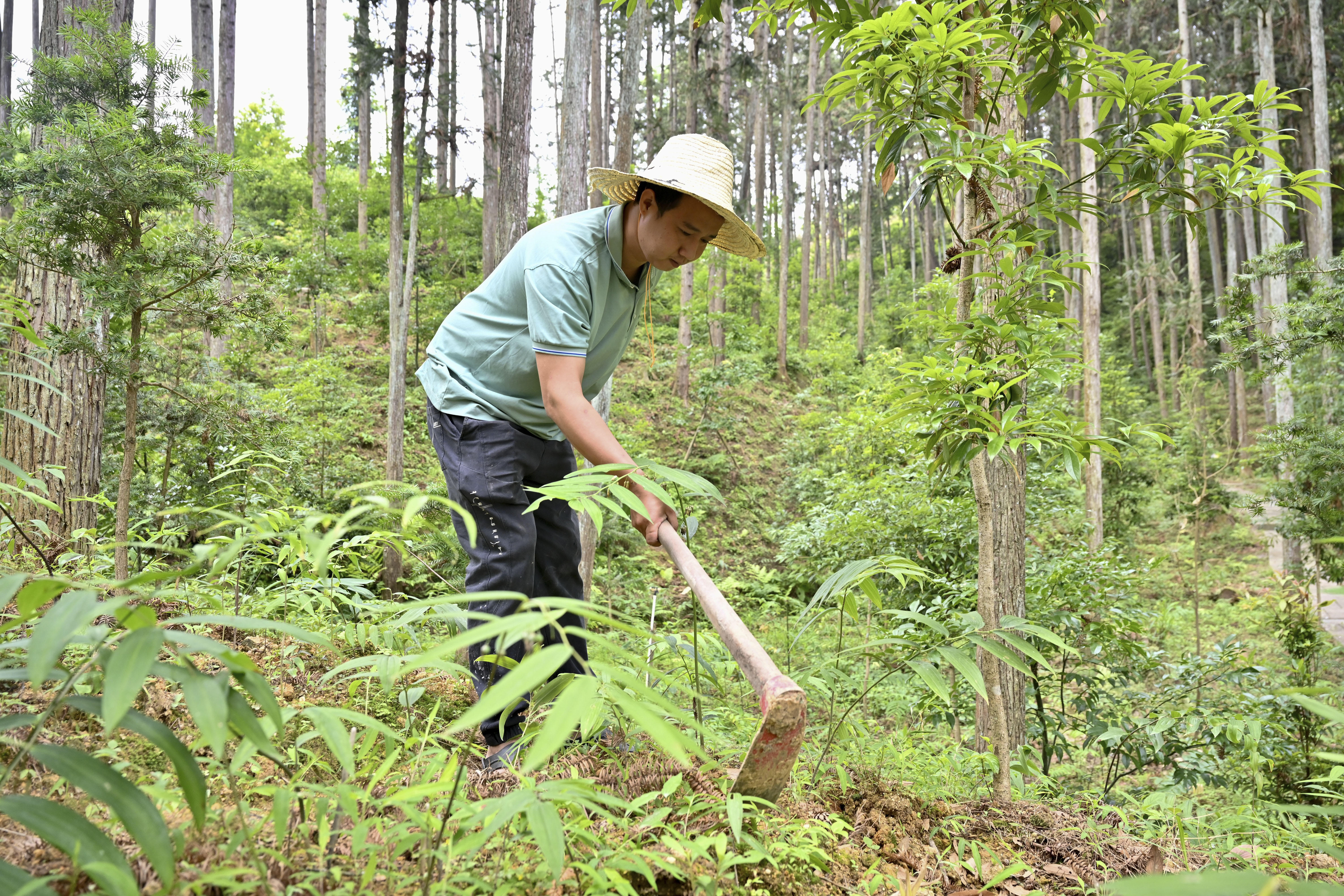 2024年5月9日，福建省三明市馬巖林下經(jīng)濟(jì)種植示范基地工人在管理林下種植的多花黃精。