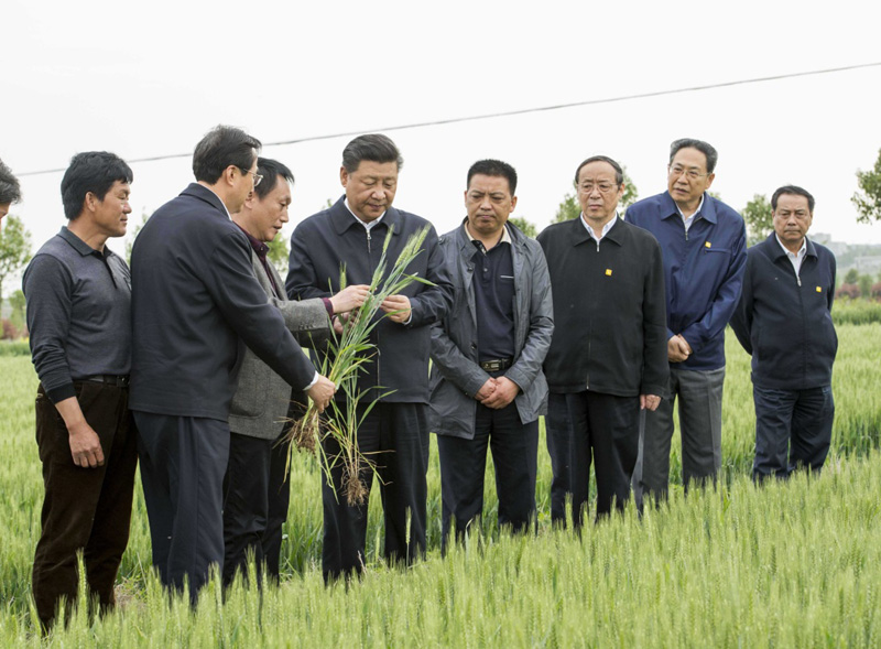 2016年4月25日下午，習(xí)近平在安徽滁州市鳳陽縣小崗村察看小麥長勢(shì)。左一為種糧大戶程夕兵。新華社記者 李學(xué)仁 攝
